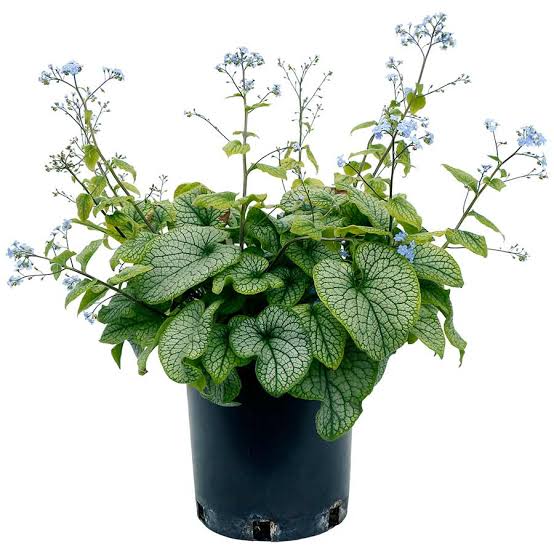 Brunnera Alexander&