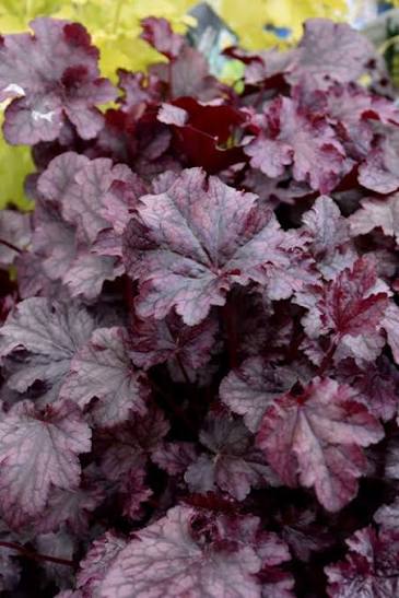 Heuchera Plum Pudding 1 gal