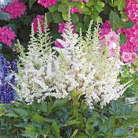 Astilbe Visions in White 1 gal