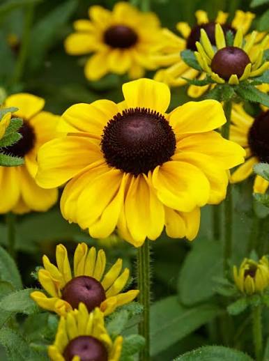 Rudbeckia Toto Dwarf Blk Eyed Susan 1gl