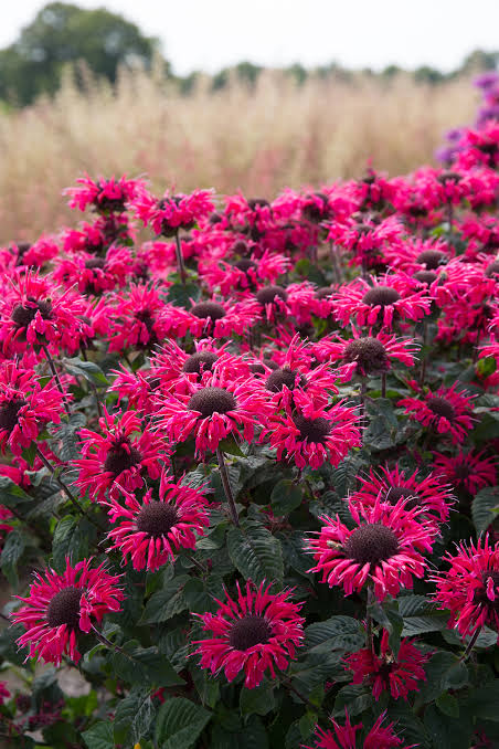 Monarda Bee You Bee Merry Beebalm 1 gal