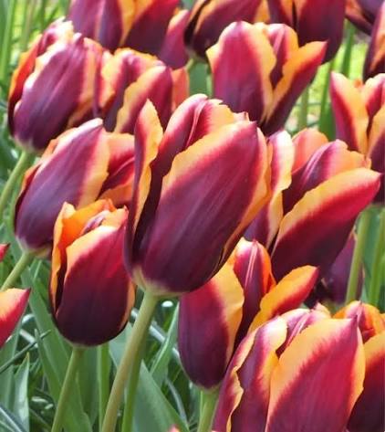 Tulip Slawa Bulbs