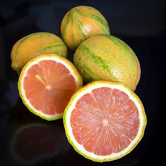 Citrus Variegated Pink Lemon 1G