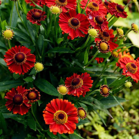 Helenium Salsa  qt
