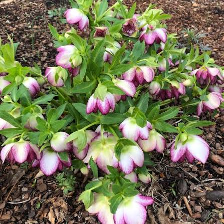 Helleborous Blushing Bridesmaid 1 gal