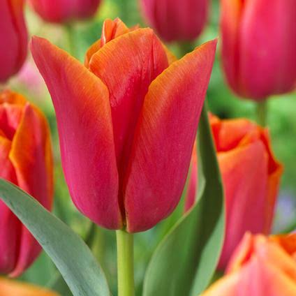 Tulip Salmon Dynasty Bulbs