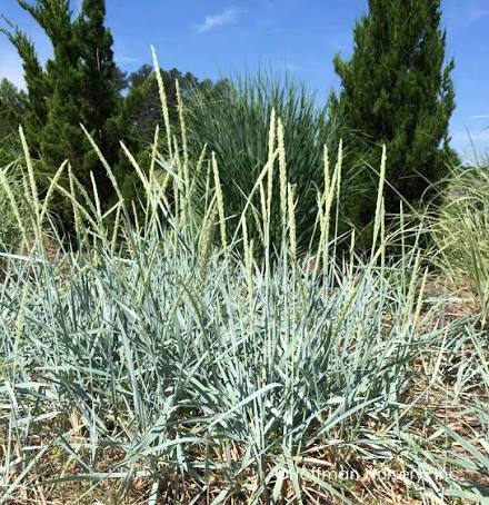Blue Dune Lyme Grass Elymus arenarius &