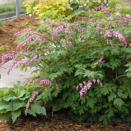 Dicentra spectabilis Old Fashioned 1 gal