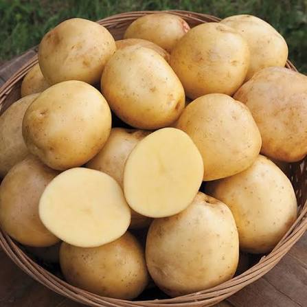 Yukon gold potato