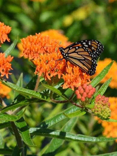 Asclepias tuberosa 1 gal