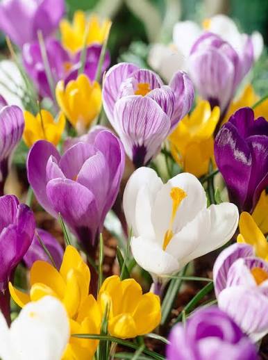 Crocus Mixed Bulbs