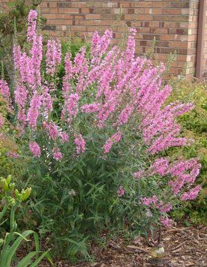 Lythrum Mordens Gleam 1 GAL