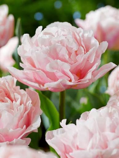 Tulip Dreamer Bulbs