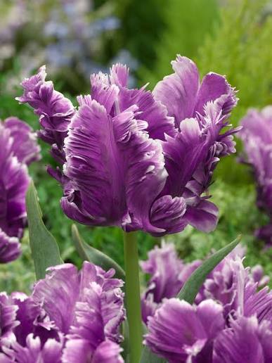 Tulip Mysterious Parrot Bulbs