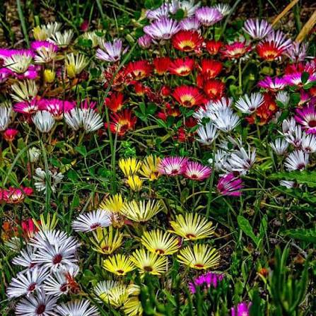 Ice Plant qt