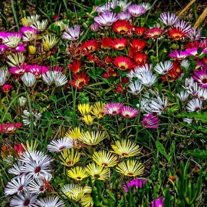 Ice Plant qt