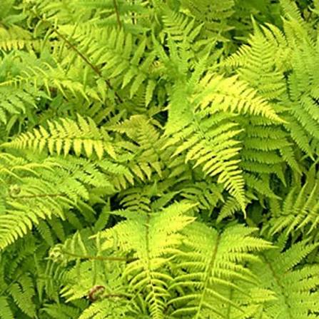 Fern Lady Fern Athyrium filix-femina 1 gal