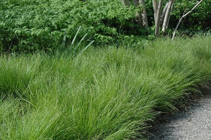 Grass Carex pensylvanica Pennsylvania Sedge 1 gal