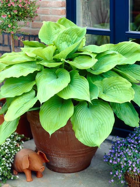 Hosta Sum and Substance 1 GAL