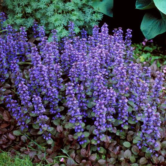 Ajuga Chocolate Chip 6pk