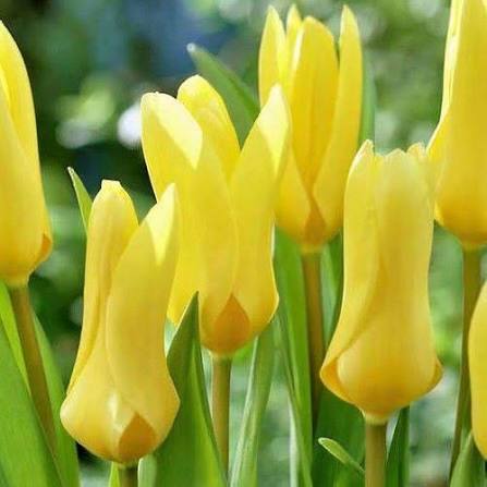Tulip Yellow Empress Bulbs