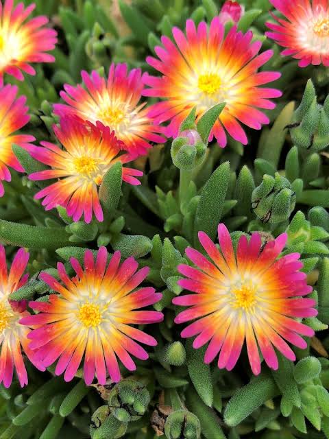 Ice Plant Jewel of Desert Ruby qt