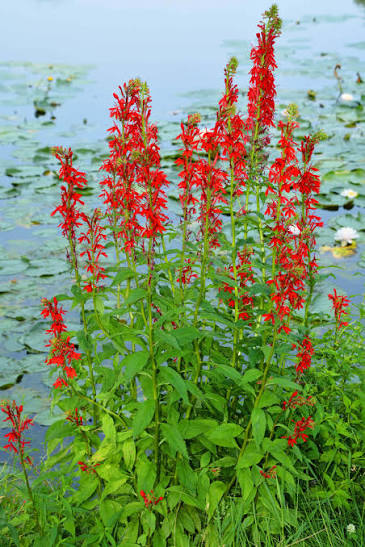 Cardinal Flower, Cardinalis 1 gal