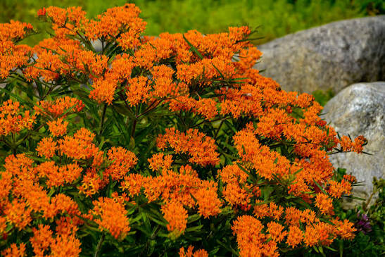 Asclepias Tuberosa butterflyweed 1 qt