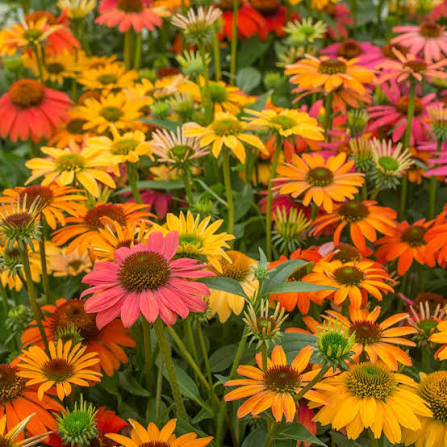 Echinacea Cheyenne Spirit mix 1 gal