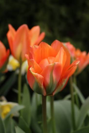 Tulip Disneyland Paris Bulbs