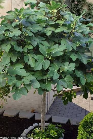 Ficus carica Brown Turkey Fig 5 gal