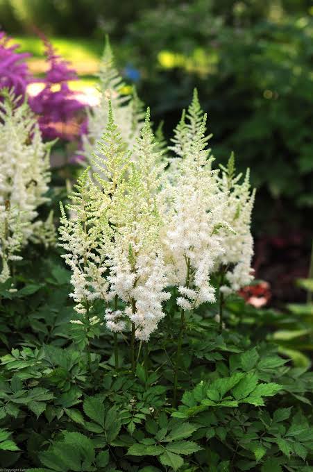 Astilbe Ivory Pearls 1 gal