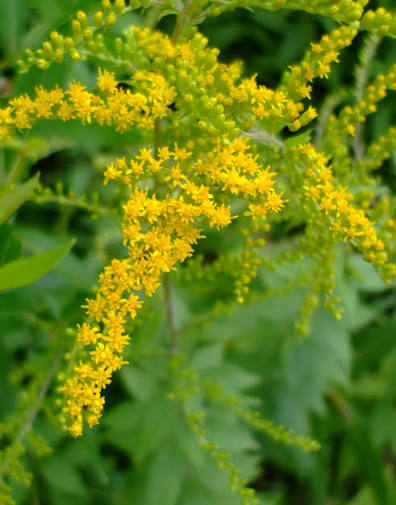 Wrinkleleaf Goldenrod Solidago rugosa qt