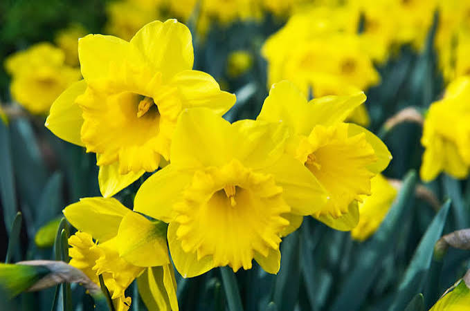 Narcissus Dutch Master Daffodil Bulbs