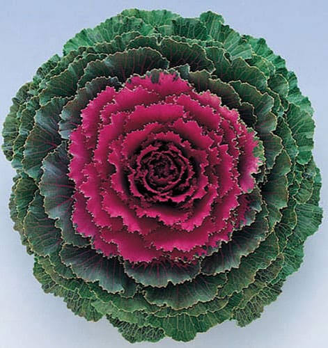 Ornamental Kale Yokohama Red 6"