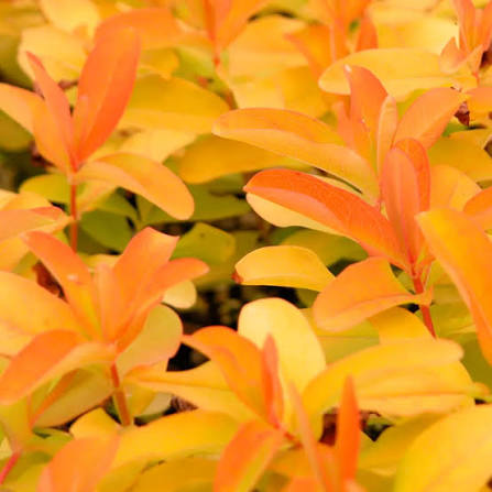Hypericum ‘Brigadoon’ 1 QT