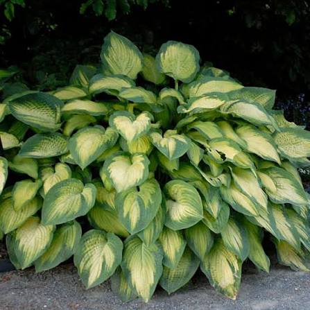 Hosta Pauls Glory 1 gal