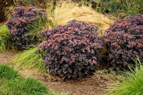 Sedum Back in Black 1 gal