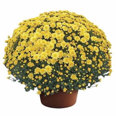 Mum Chelsey Yellow 9"