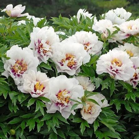 Paeonia Cora Louise 2 Gal Tree