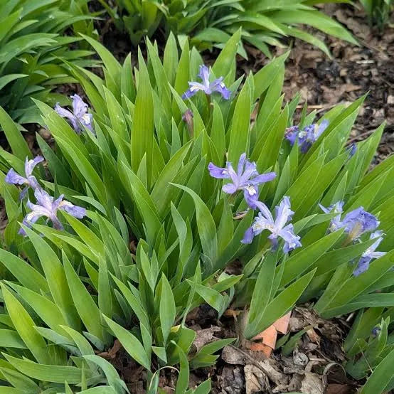 Crested Iris  Iris cristata   qt