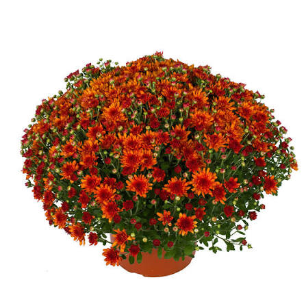 Mum Wanda Bronze 9"
