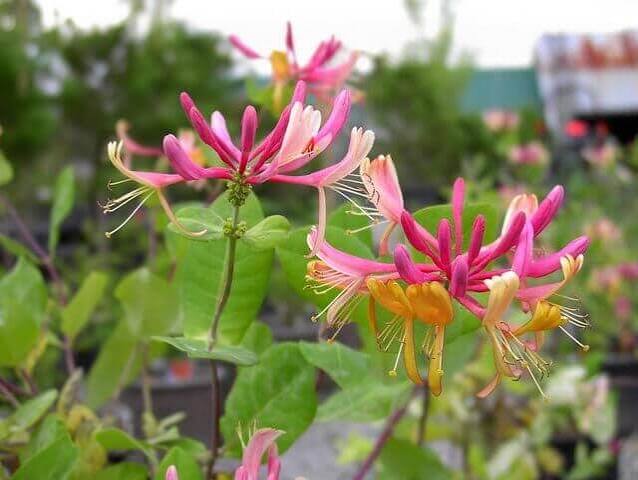 Honeysuckle Lonicera x heckrotti &