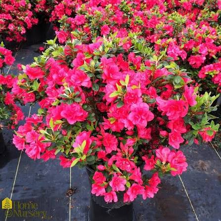 Azalea &