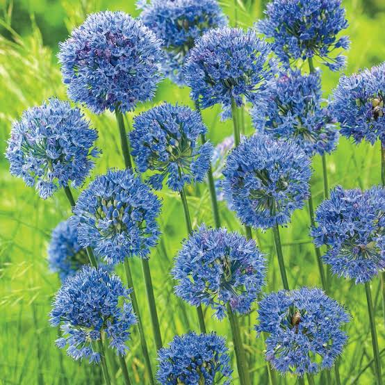 Allium Caeruleum (Azureum) Bulbs