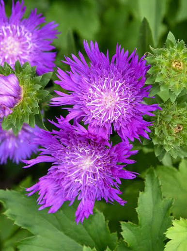 Stokesia Honeysong Purple Stoke&