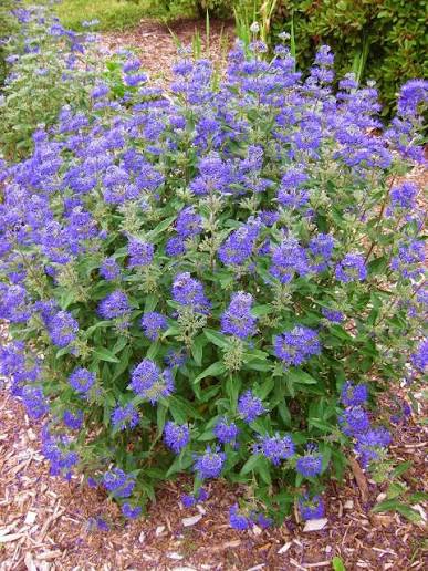 Caryooteris Dark Knight Bluebeard Caryopteris x clandonensis &