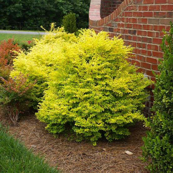 Ligustrum Privet &