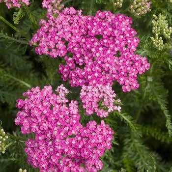 Yarrow Achillea Skysail Bright Pink 1 gal