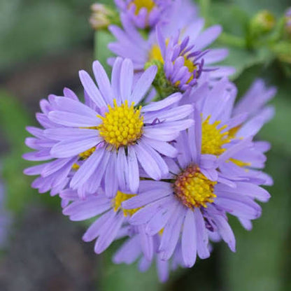 Smooth Aster, Aster laevis 1 gal